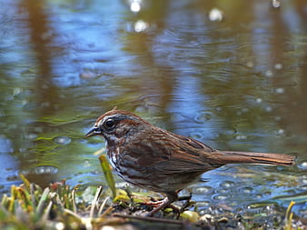 Song Sparrow Standing by Water Edge in Nature
