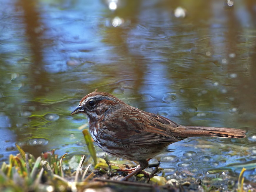 Song Sparrow Standing by Water Edge in Nature