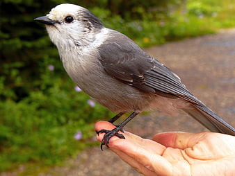 Whisky Jack perched on human hand in nature