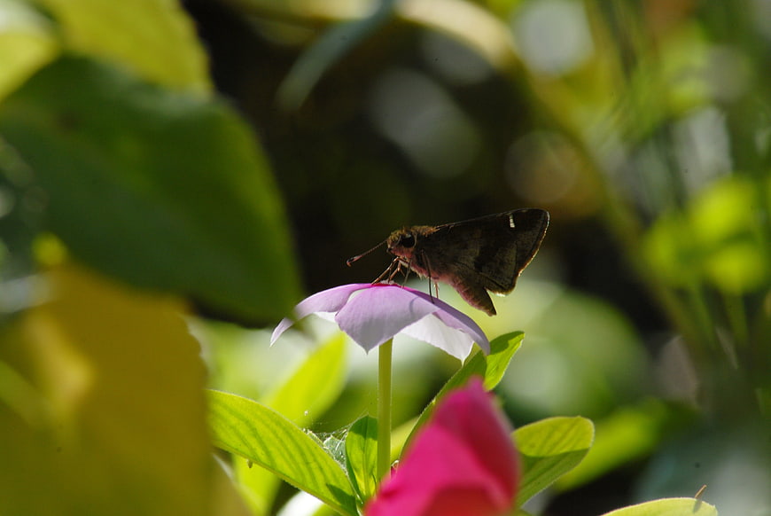 Dark Skipper Butterfly on Purple Flower in Garden