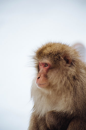 Close-up portrait of a Japanese macaque monkey in profile
