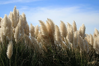 Tall Pampas Grass Plumes Against Blue Sky