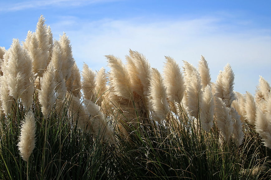 Tall Pampas Grass Plumes Against Blue Sky