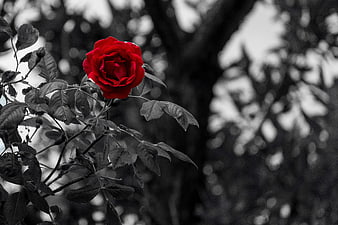 Vibrant red rose bloom against a black and white garden background
