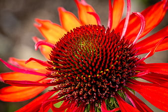 Vibrant Red Coneflower Macro Close-Up