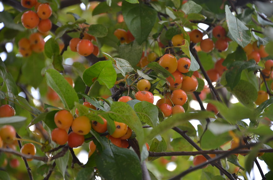 Ripe orange crabapples hanging on a tree branch