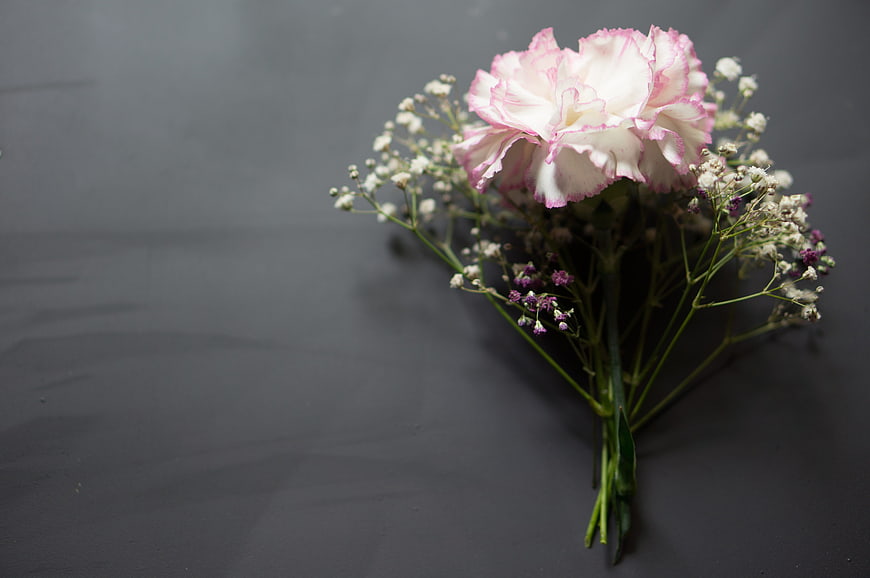 Pink and white carnation with baby's breath on dark background