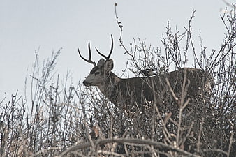 Wild deer with antlers standing in dry brush