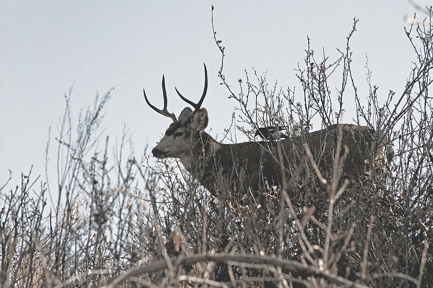 Wild deer with antlers standing in dry brush