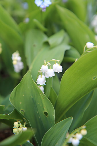 White Lily of the Valley Blooms Amidst Lush Green Leaves