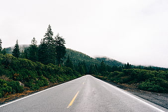 Empty asphalt road winding through foggy forest landscape