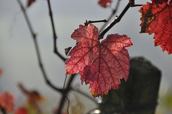Backlit Red Grape Leaf in Autumn Sunlight