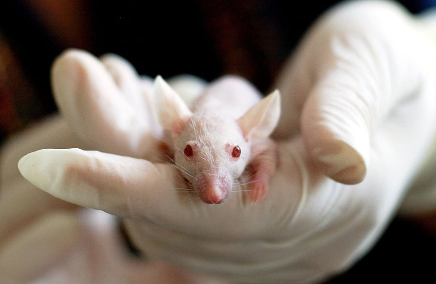 White laboratory mouse held in gloved hand
