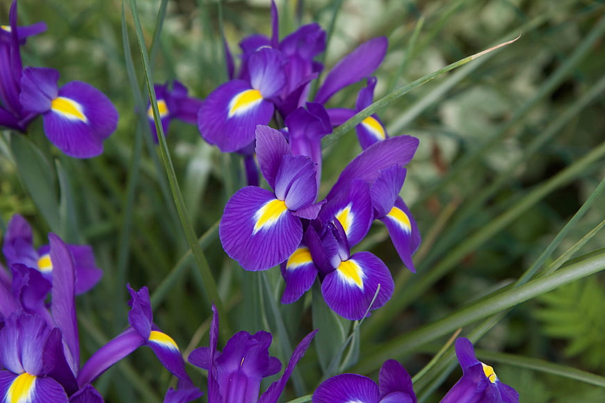 Vibrant Purple Iris Flowers in a Garden