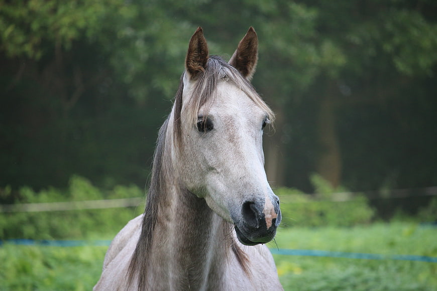 Portrait of a gray horse head in a green pasture