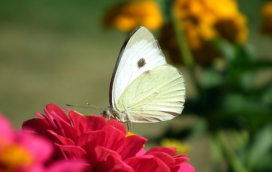 White Cabbage Butterfly on Red Zinnia Flower