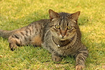 Brown Tabby Cat Lying on Green Grass