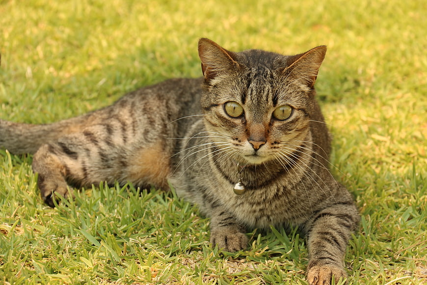 Brown Tabby Cat Lying on Green Grass