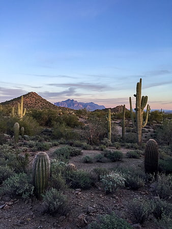 Saguaro cactus desert landscape with mountains at dusk