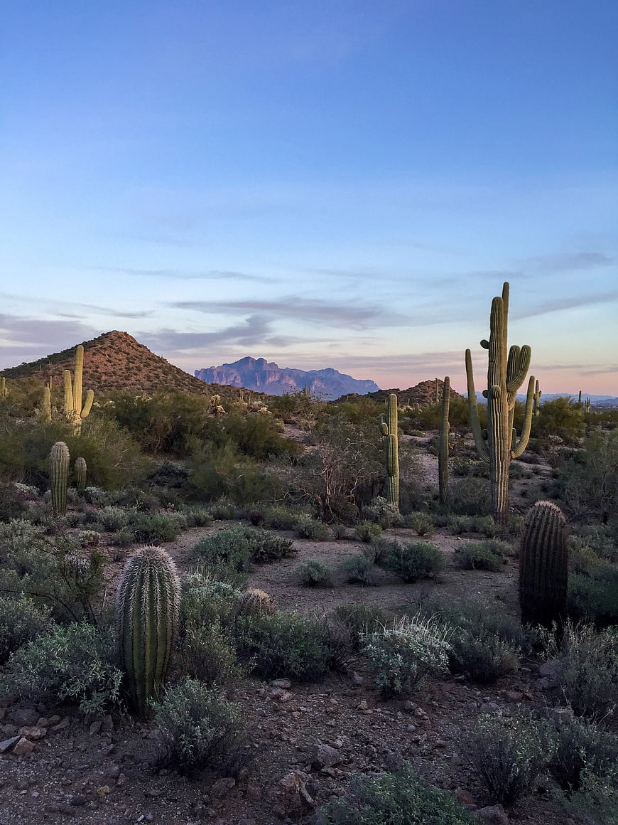 Saguaro cactus desert landscape with mountains at dusk