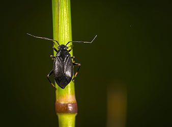 Macro photography of a black bug on a green plant stem