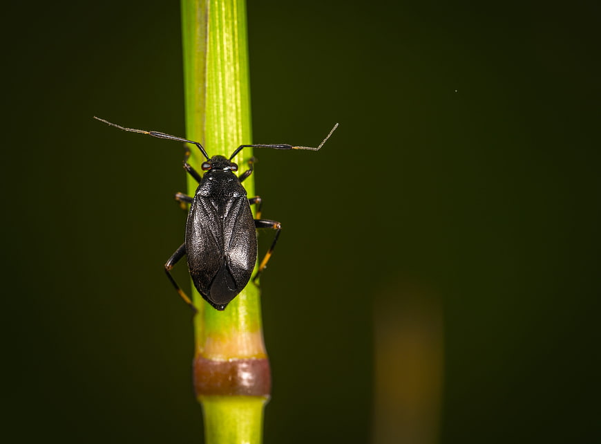 Macro photography of a black bug on a green plant stem