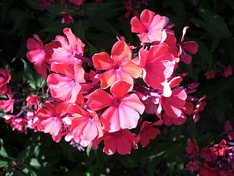 Vibrant pink phlox flowers blooming in summer sunlight