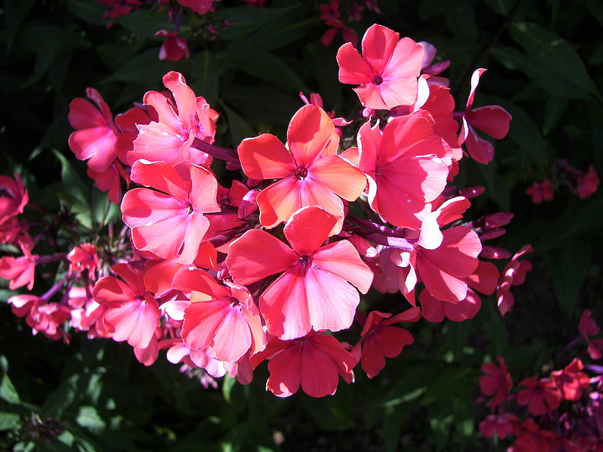 Vibrant pink phlox flowers blooming in summer sunlight