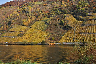 Autumn vineyards on steep Moselle riverbank