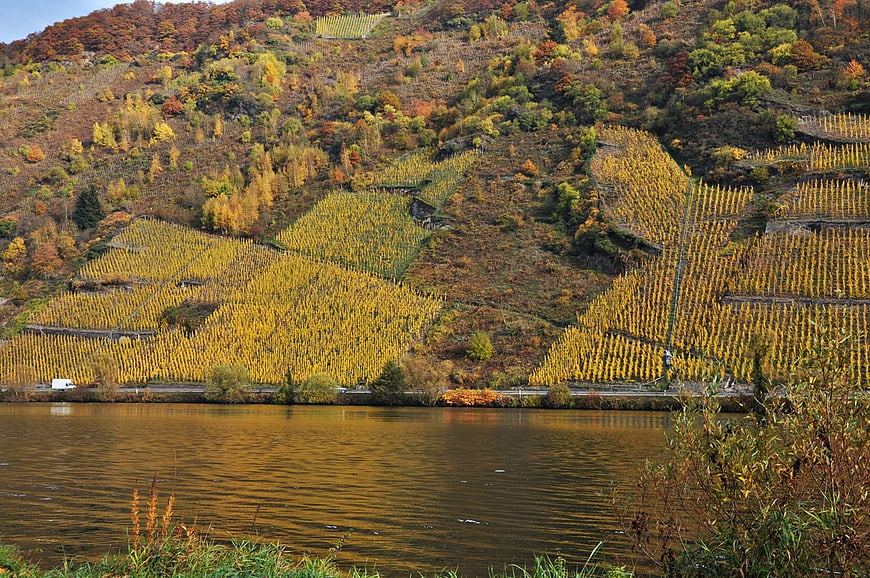 Autumn vineyards on steep Moselle riverbank