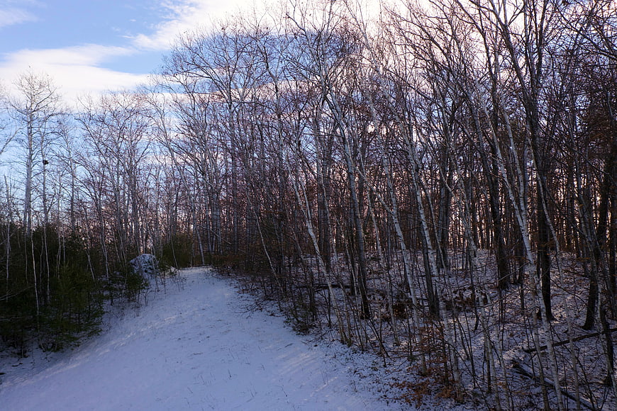 Snowy Winter Forest Path with Bare Birch Trees