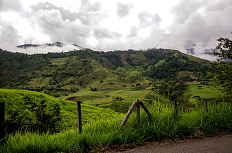 Lush Green Coffee Farm Landscape in the Colombian Andes