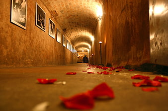 Red rose petals scattered on floor of arched brick hallway