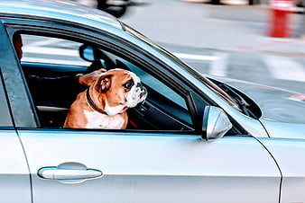 Boxer dog looking out of car window while driving