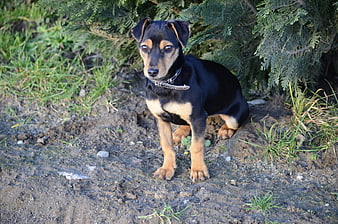 Cute black and tan puppy sitting on dirt near evergreen bush