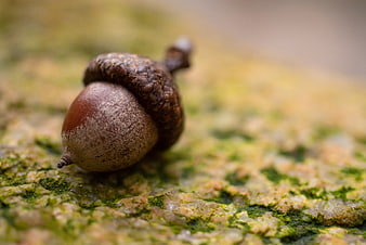 Close-up of a single acorn on mossy bark
