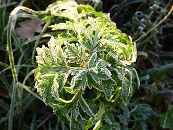 Close-up of green plant leaves covered in morning frost