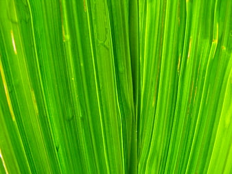 Close-up of vibrant green palm leaf texture