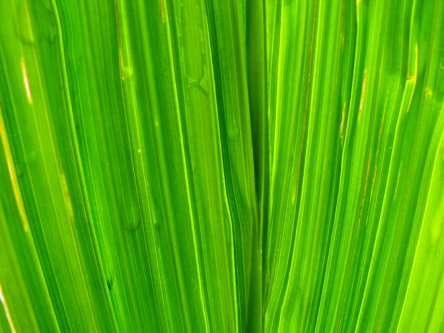 Close-up of vibrant green palm leaf texture