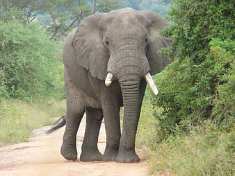 African Elephant Walking On Dirt Path In Green Bush