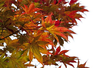 Vibrant Red and Yellow Autumn Maple Leaves Against White Sky