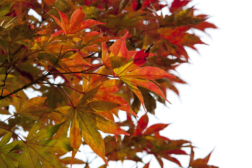 Vibrant Red and Yellow Autumn Maple Leaves Against White Sky