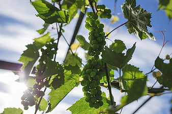 Green grapes hanging on vine with sun flare