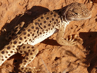 Spotted Desert Lizard Resting on Red Rock