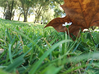 Close-up of small white flower and brown leaf in green grass