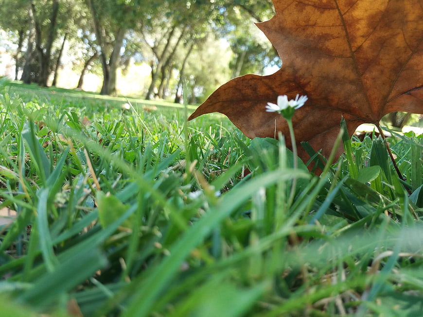 Close-up of small white flower and brown leaf in green grass