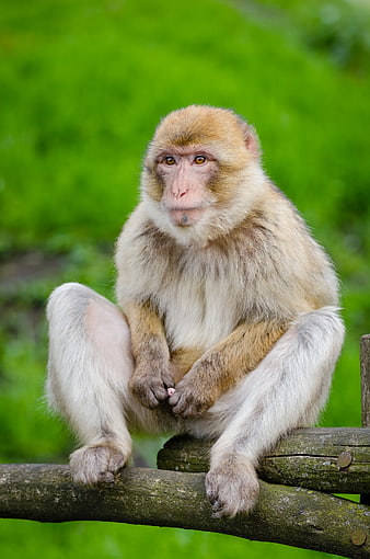Barbary Macaque Monkey Sitting on Wooden Log
