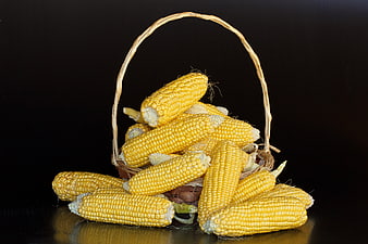 Yellow corn cobs in a woven basket on a black background