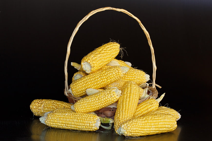 Yellow corn cobs in a woven basket on a black background