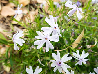 Pale purple phlox flowers blooming in green grass